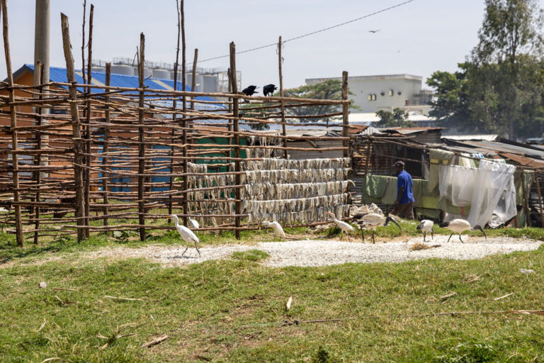APHRC Fish Market visit 2