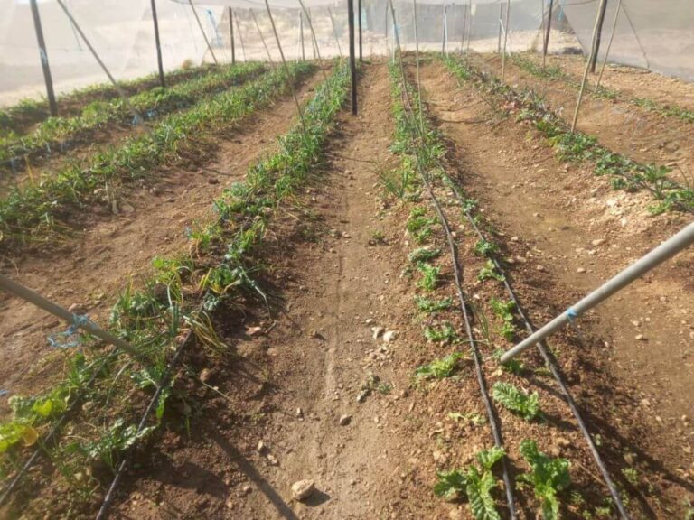 250702_Win_Urban Farm (1) (1)