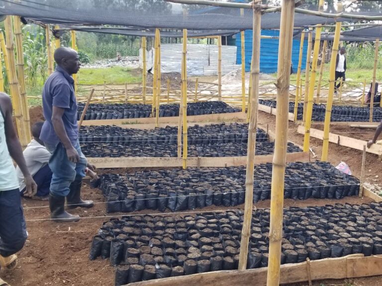 Bukavu_Circular Farming 3